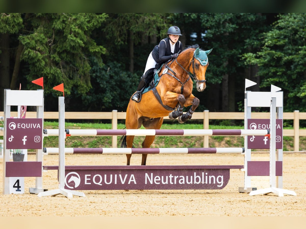 Zangersheider Wallach 13 Jahre 172 cm Brauner in Hahnbach