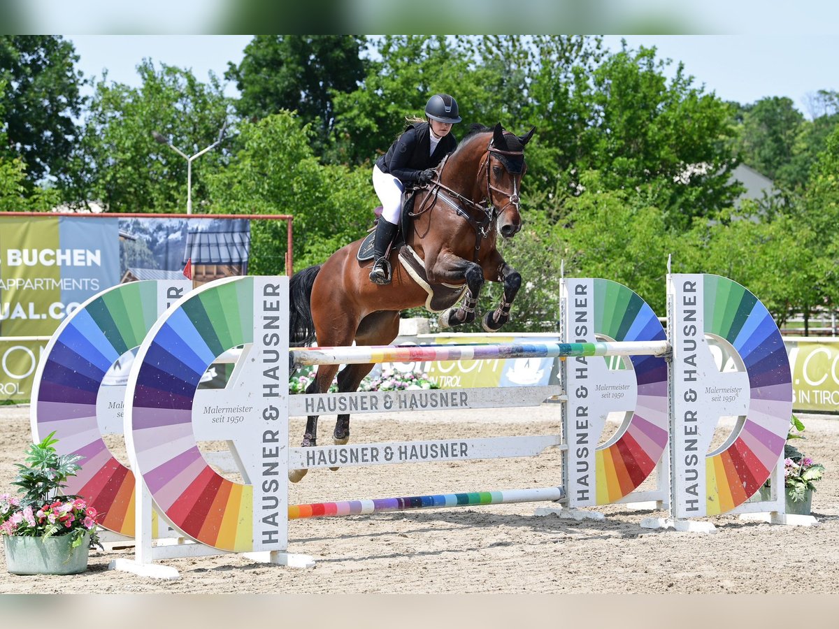 Zangersheider Wallach 13 Jahre 177 cm Brauner in Brno