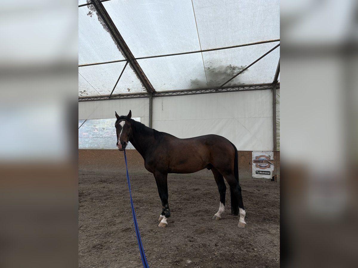 Zangersheider Wallach 15 Jahre 172 cm Dunkelbrauner in Novi  Sad