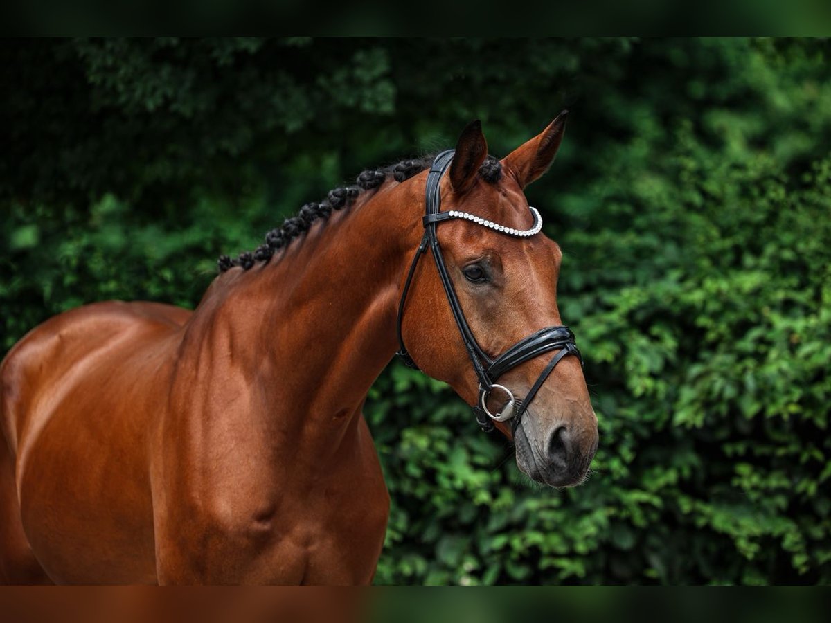 Zangersheider Wallach 15 Jahre 173 cm Brauner in Unterneukirchen