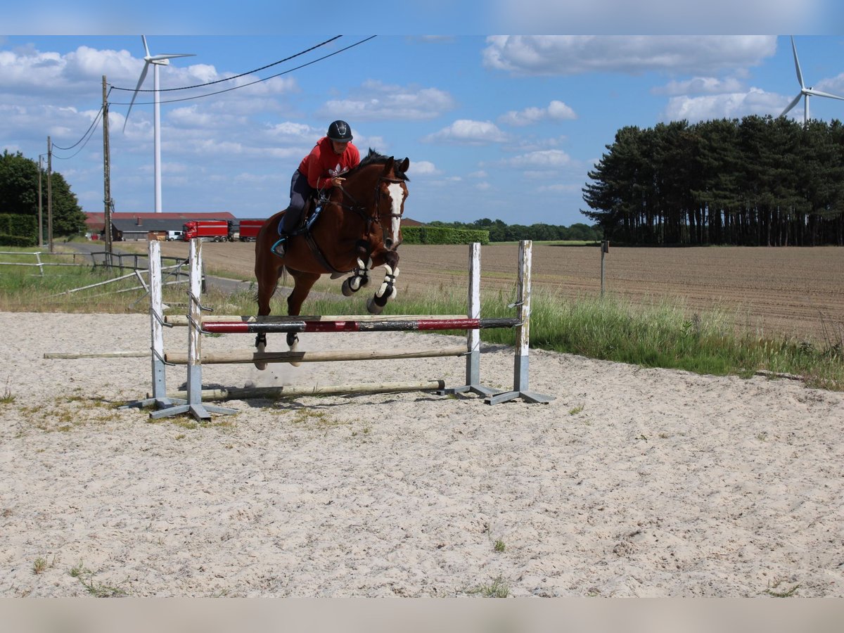 Zangersheider Wallach 15 Jahre 175 cm Brauner in maaseik