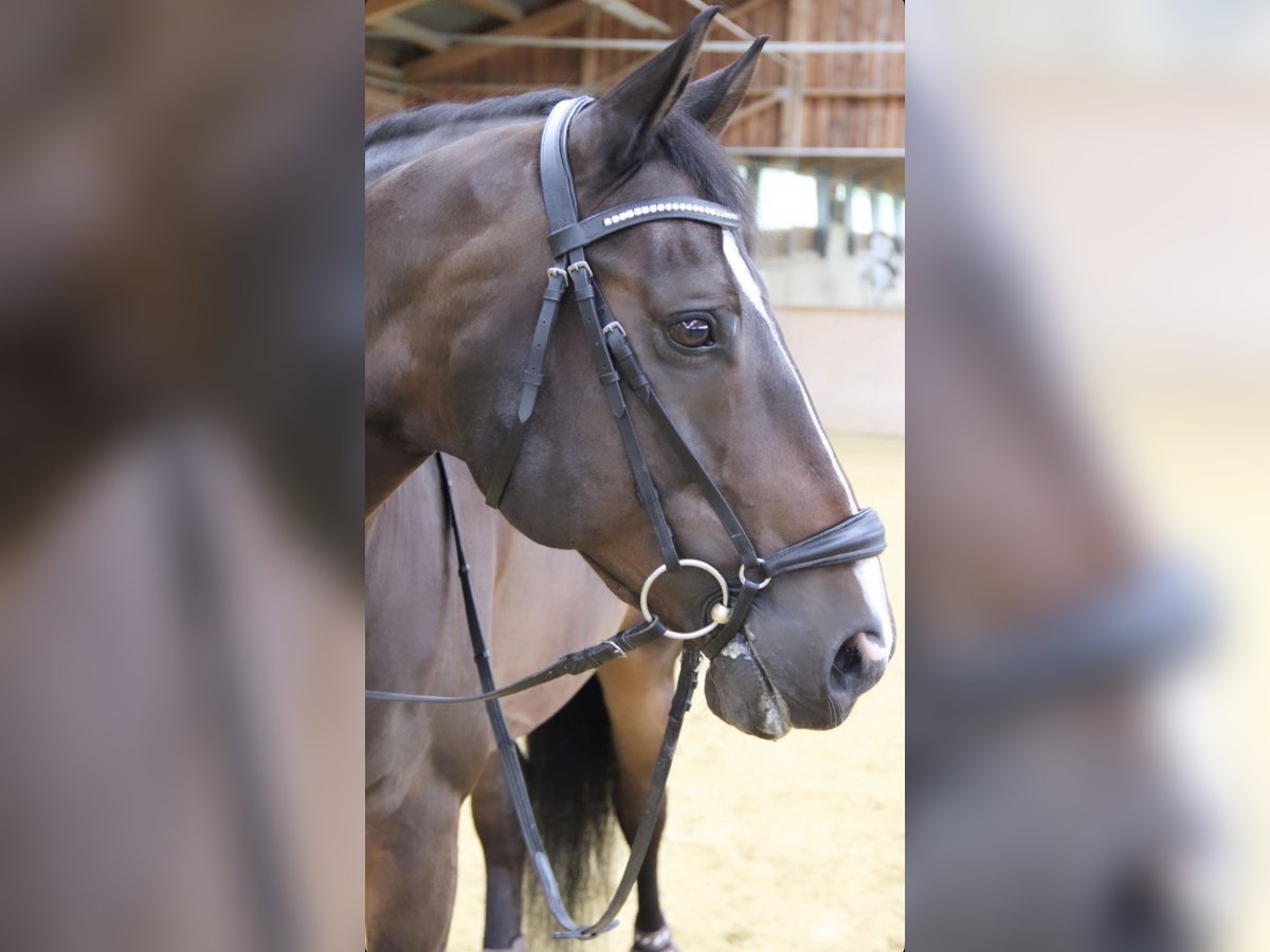 Zangersheider Wallach 17 Jahre 165 cm Dunkelbrauner in Kaltenleutgeben