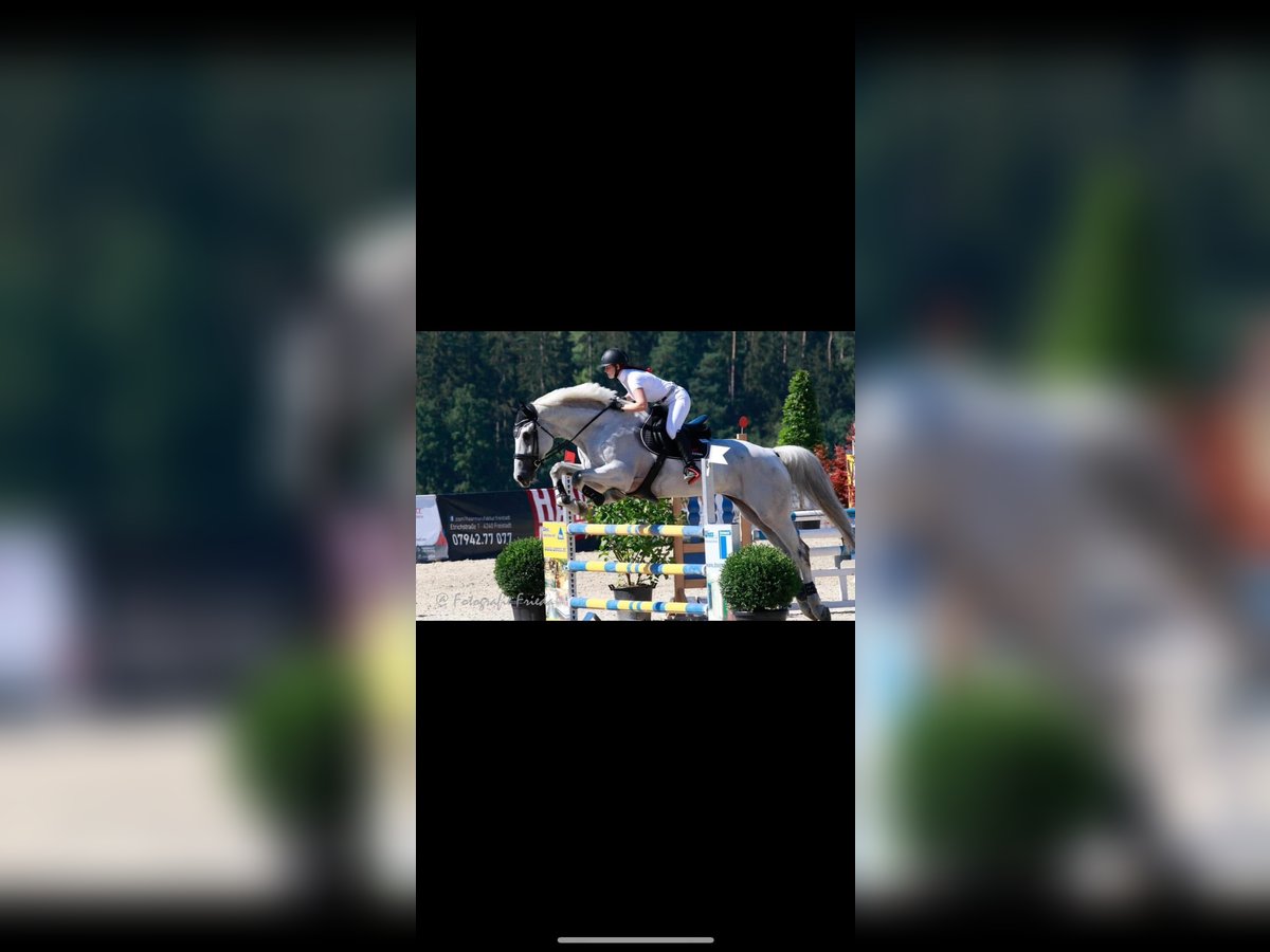 Zangersheider Wallach 19 Jahre 183 cm Schimmel in Weistrach