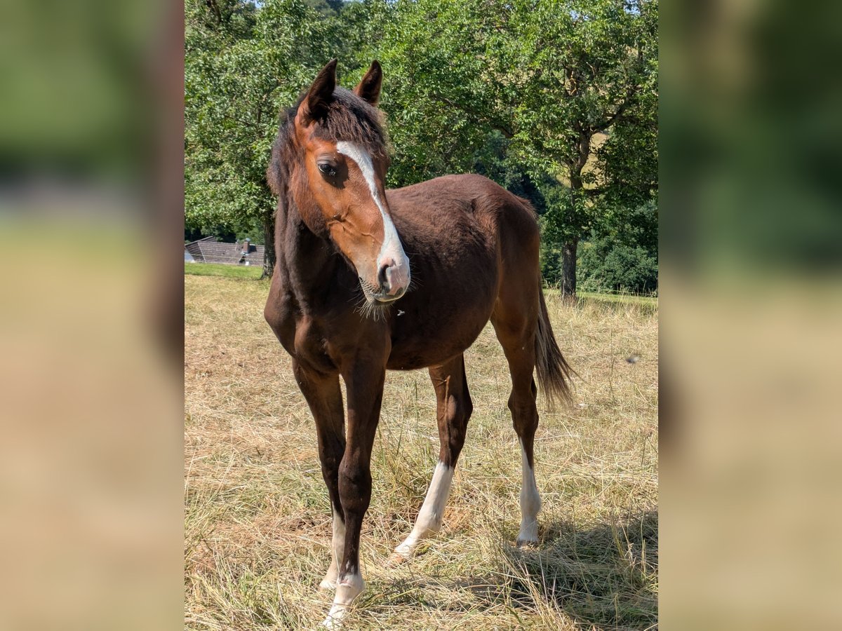 Zangersheider Wallach 1 Jahr 170 cm Brauner in Reichelsheim/Rohrbach