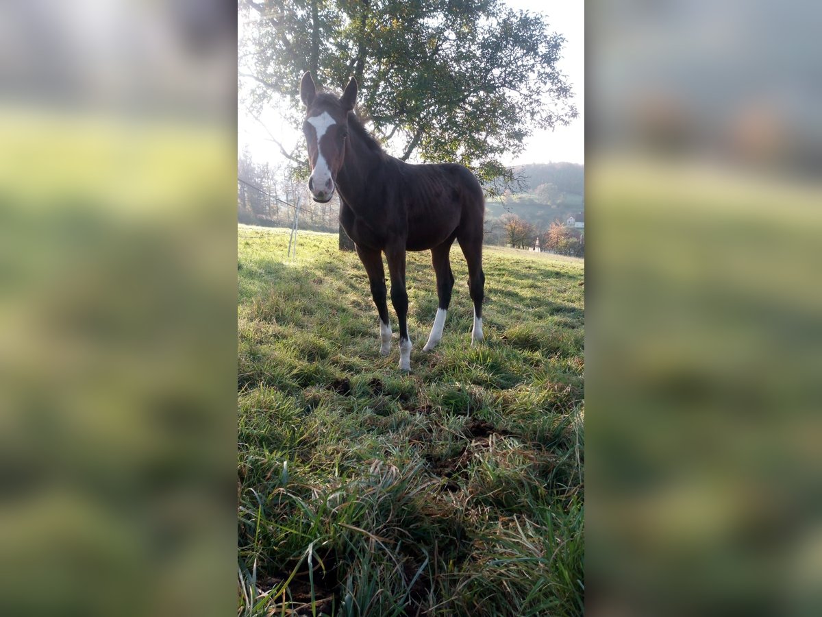 Zangersheider Wallach 1 Jahr 170 cm Brauner in Reichelsheim/Rohrbach