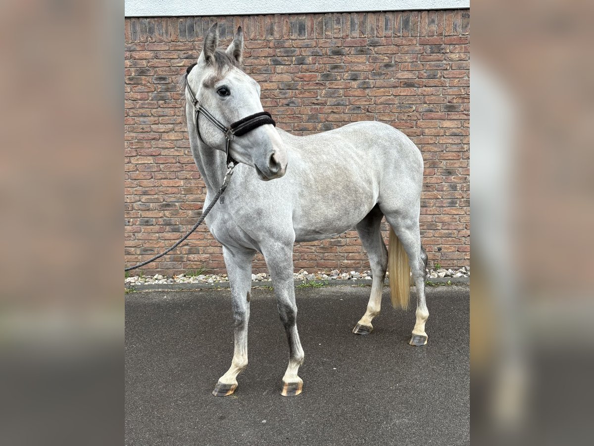 Zangersheider Wallach 2 Jahre 162 cm Apfelschimmel in Niederkassel