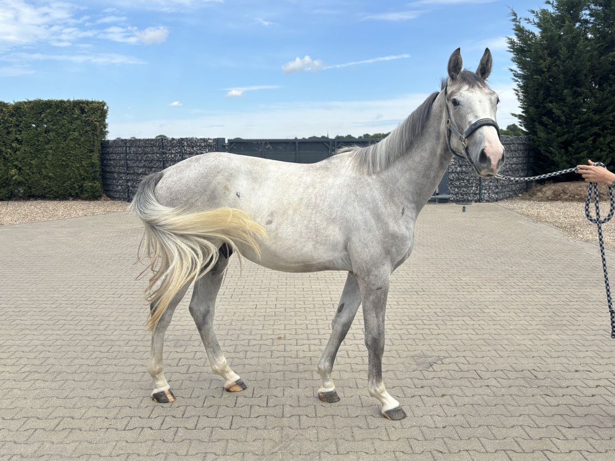 Zangersheider Wallach 2 Jahre 165 cm in Krefeld