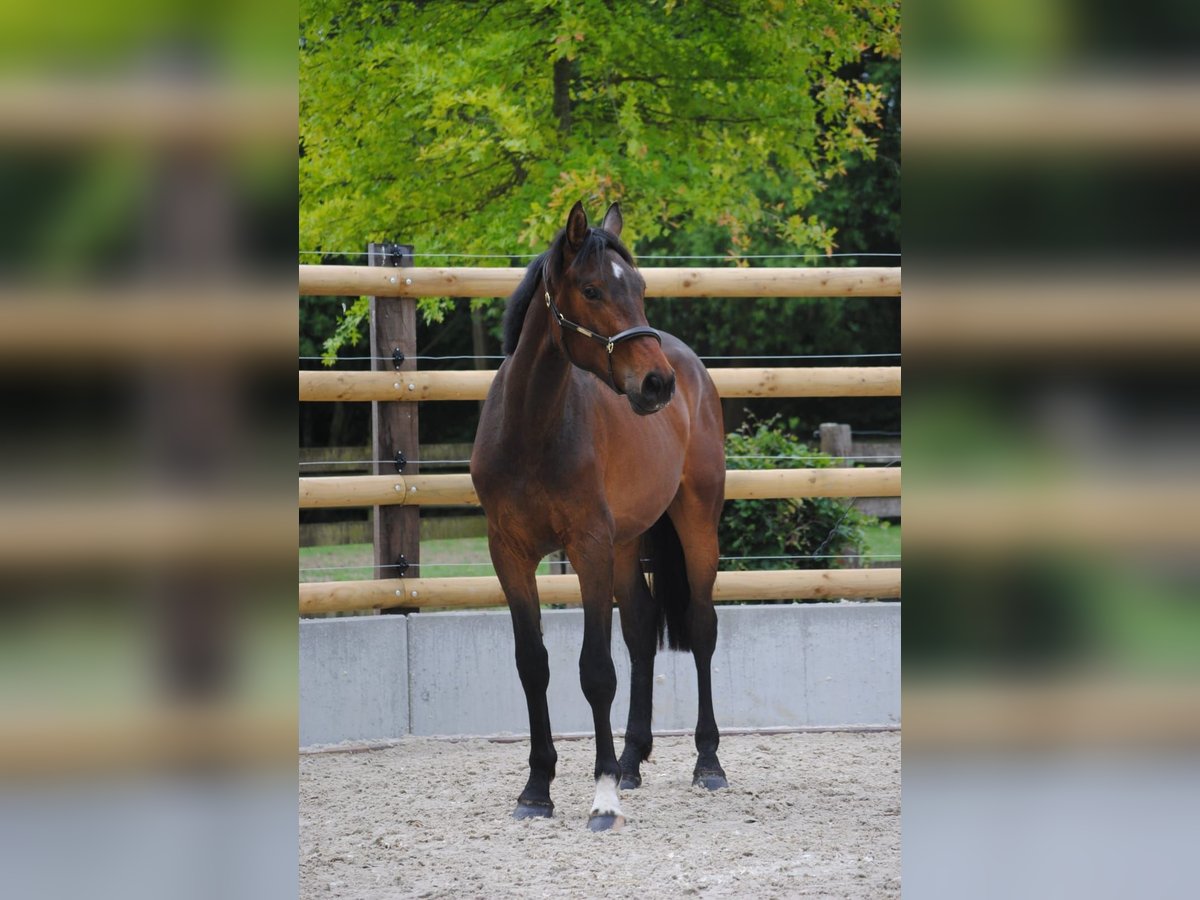 Zangersheider Wallach 2 Jahre 169 cm Brauner in ECAUSSINNES