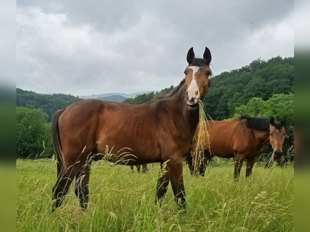 Zangersheider, Wallach in Reichelsheim/Rohrbach