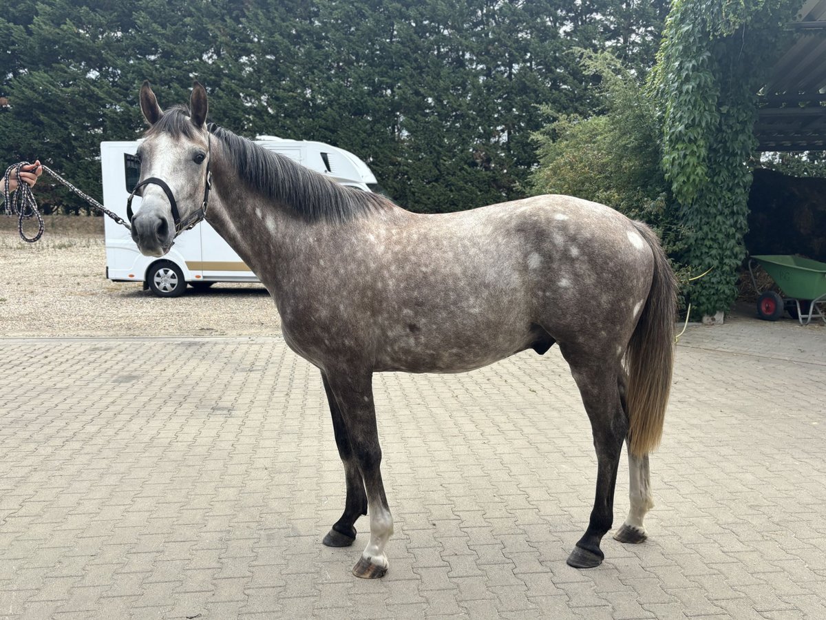 Zangersheider Wallach 3 Jahre 160 cm Schimmel in Krefeld