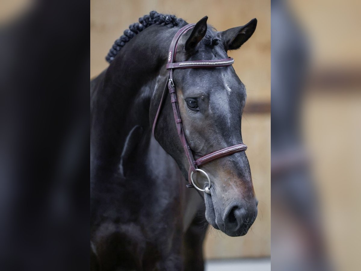 Zangersheider Wallach 3 Jahre 165 cm Brauner in Kinrooi