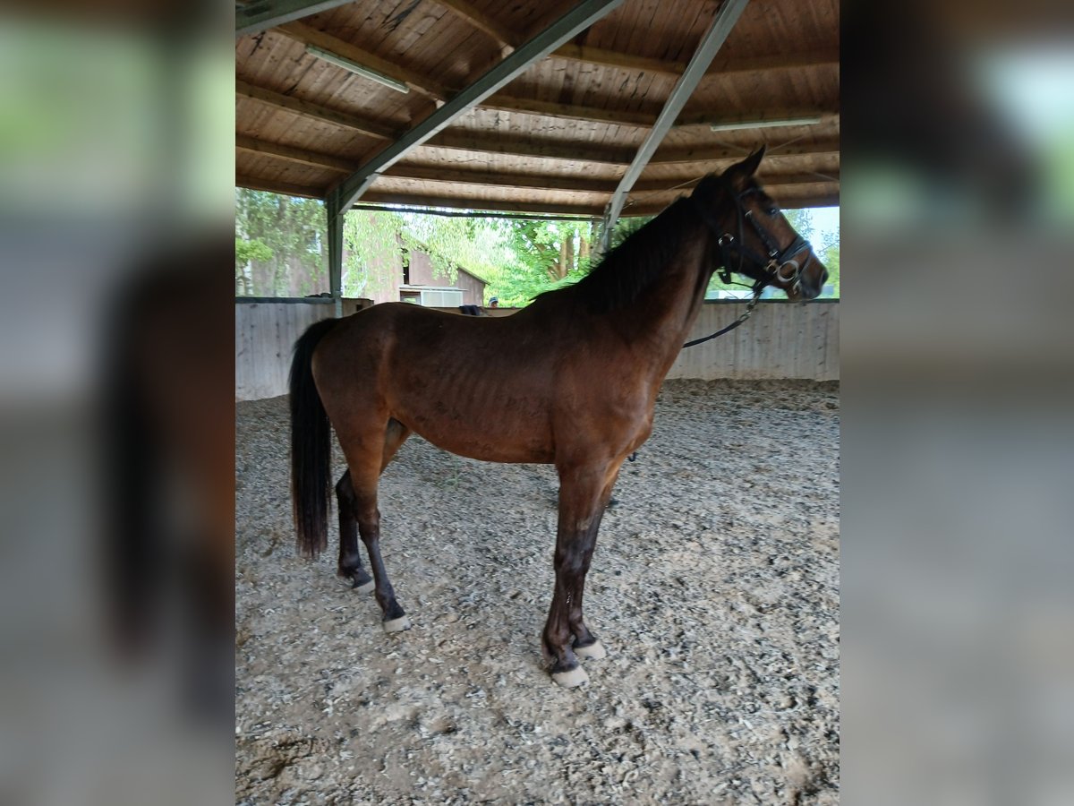 Zangersheider Wallach 3 Jahre 168 cm Brauner in &#xD6;tigheim