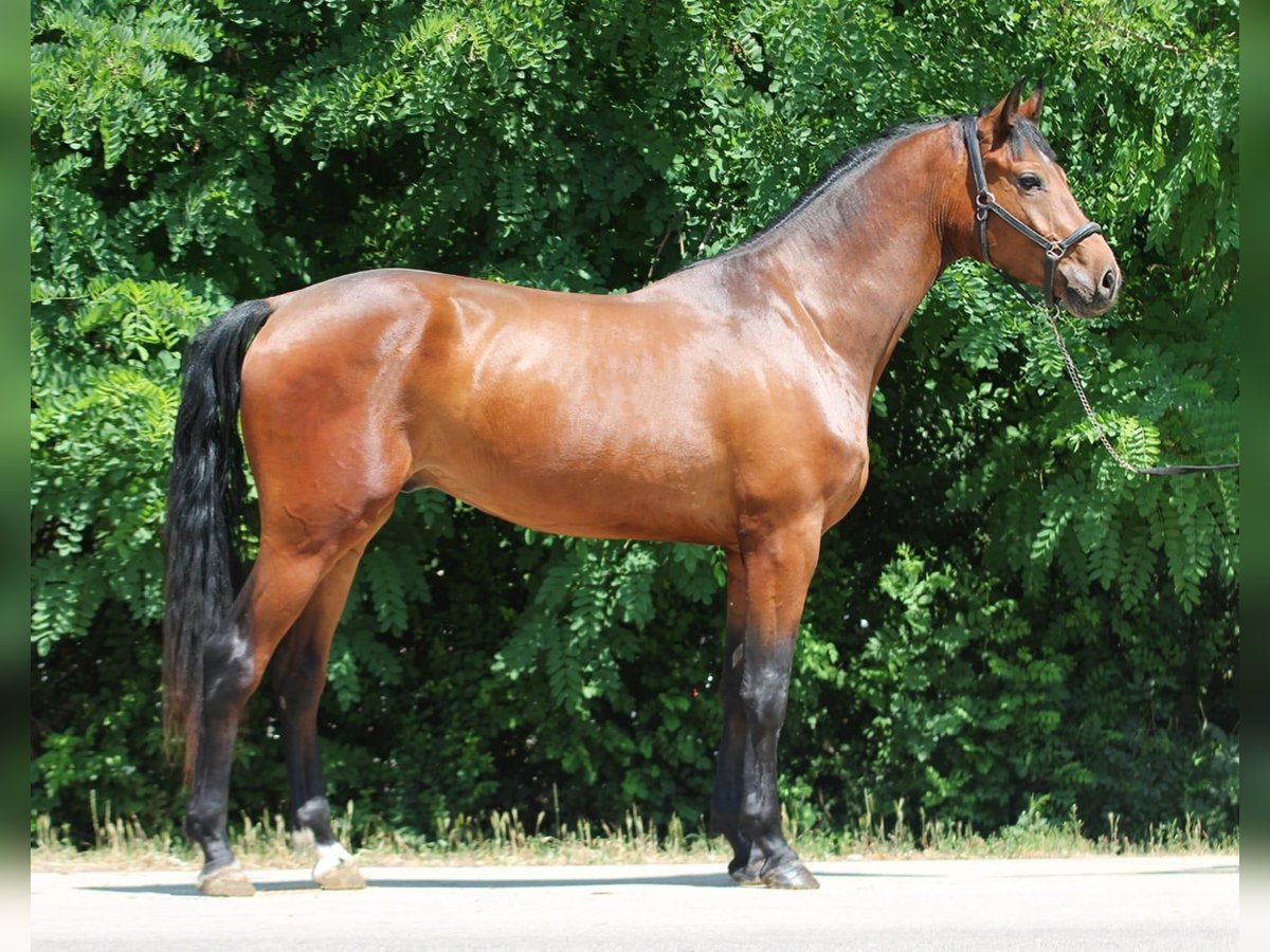 Zangersheider Wallach 3 Jahre 169 cm Brauner in B&#xE9;k&#xE9;scsaba