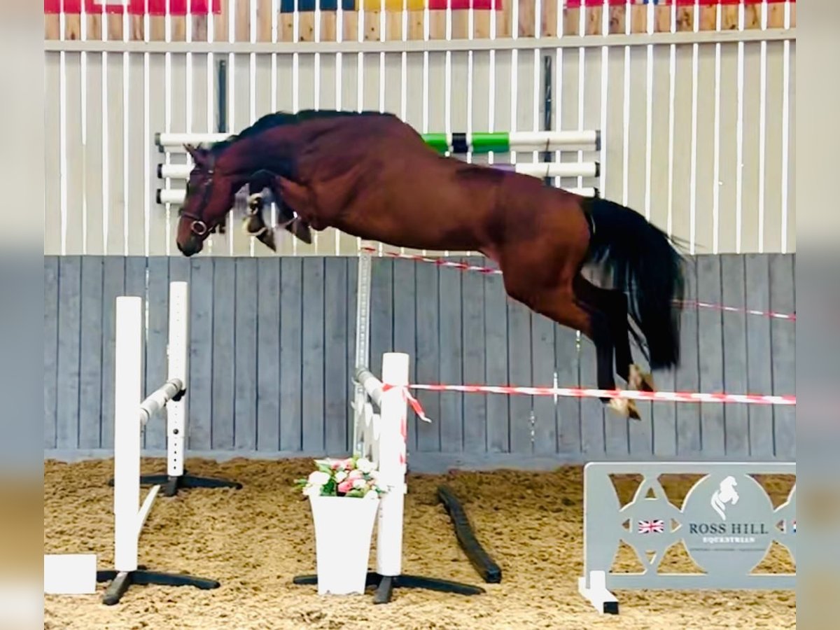 Zangersheider Wallach 4 Jahre 158 cm Brauner in GROTE-BROGEL
