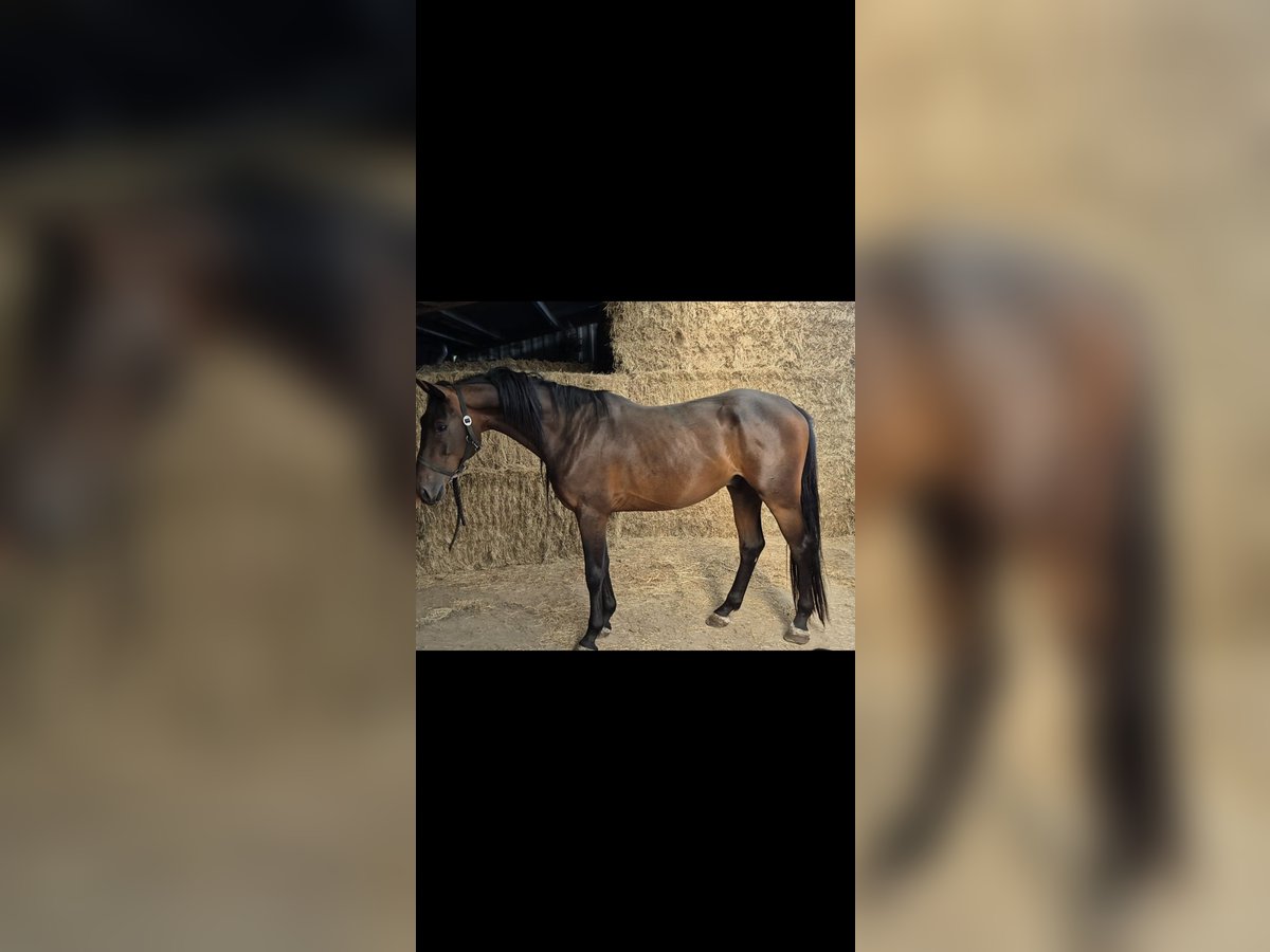 Zangersheider Wallach 4 Jahre 159 cm in Oudsbergen