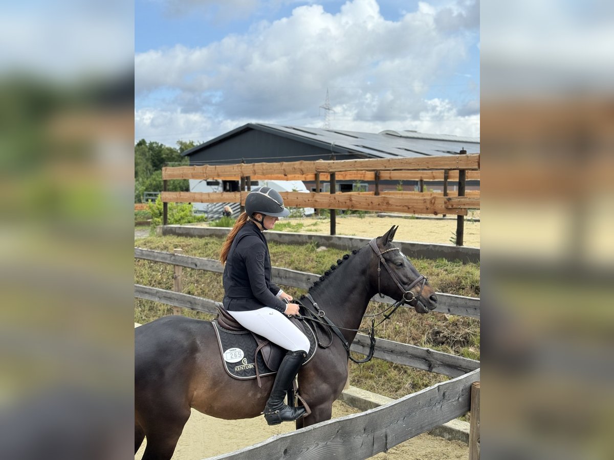 Zangersheider Wallach 4 Jahre 160 cm Dunkelbrauner in Velbert