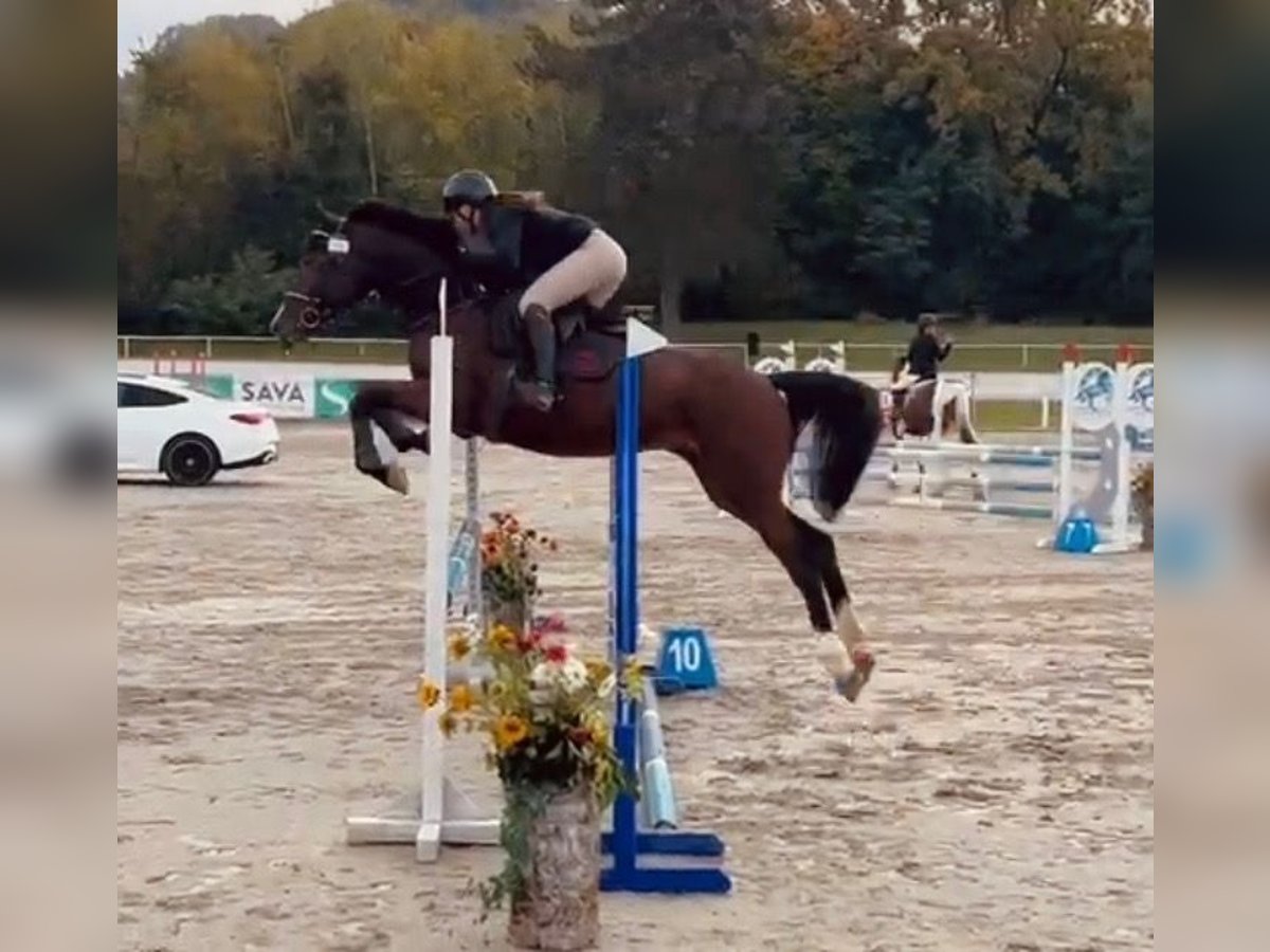 Zangersheider Wallach 4 Jahre 162 cm Dunkelbrauner in Bled