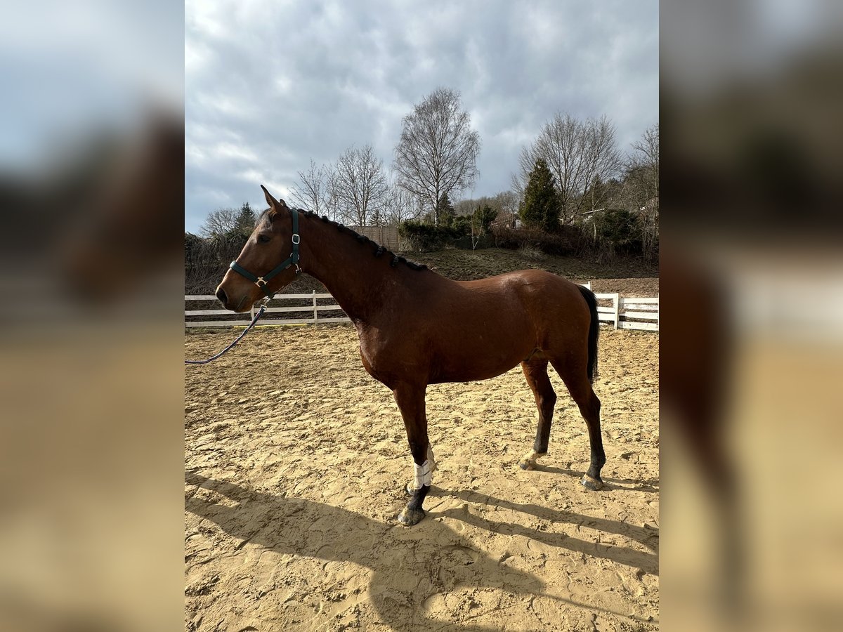 Zangersheider Wallach 4 Jahre 164 cm Brauner in Zella-Mehlis