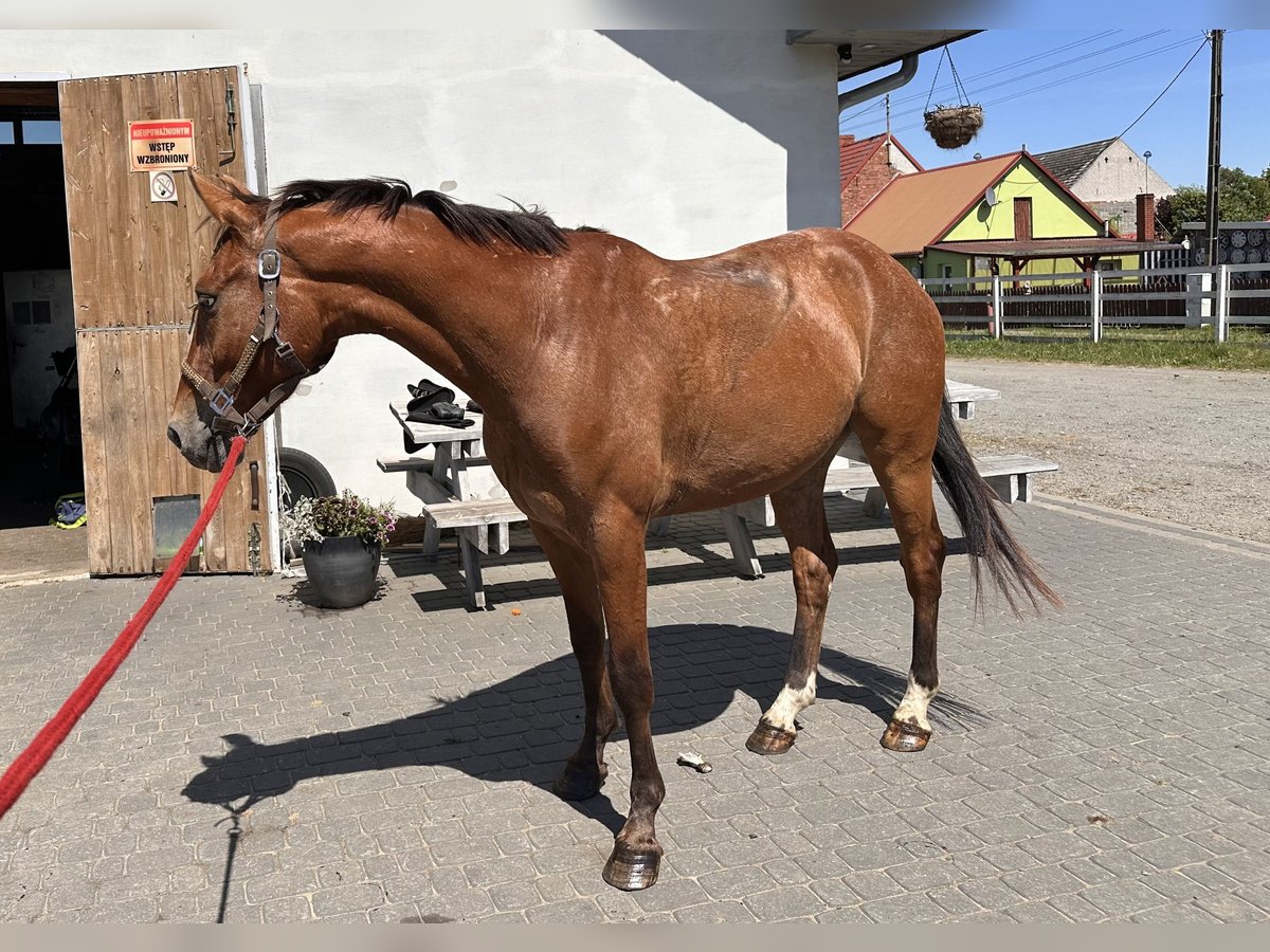 Zangersheider Wallach 4 Jahre 164 cm Brauner in Bierzwnik