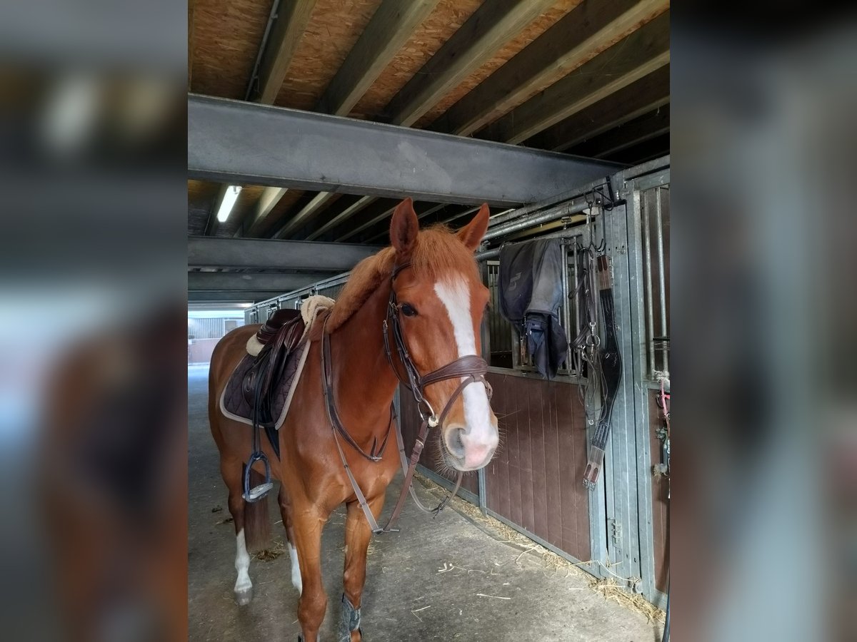 Zangersheider Wallach 4 Jahre 164 cm Fuchs in Weelde