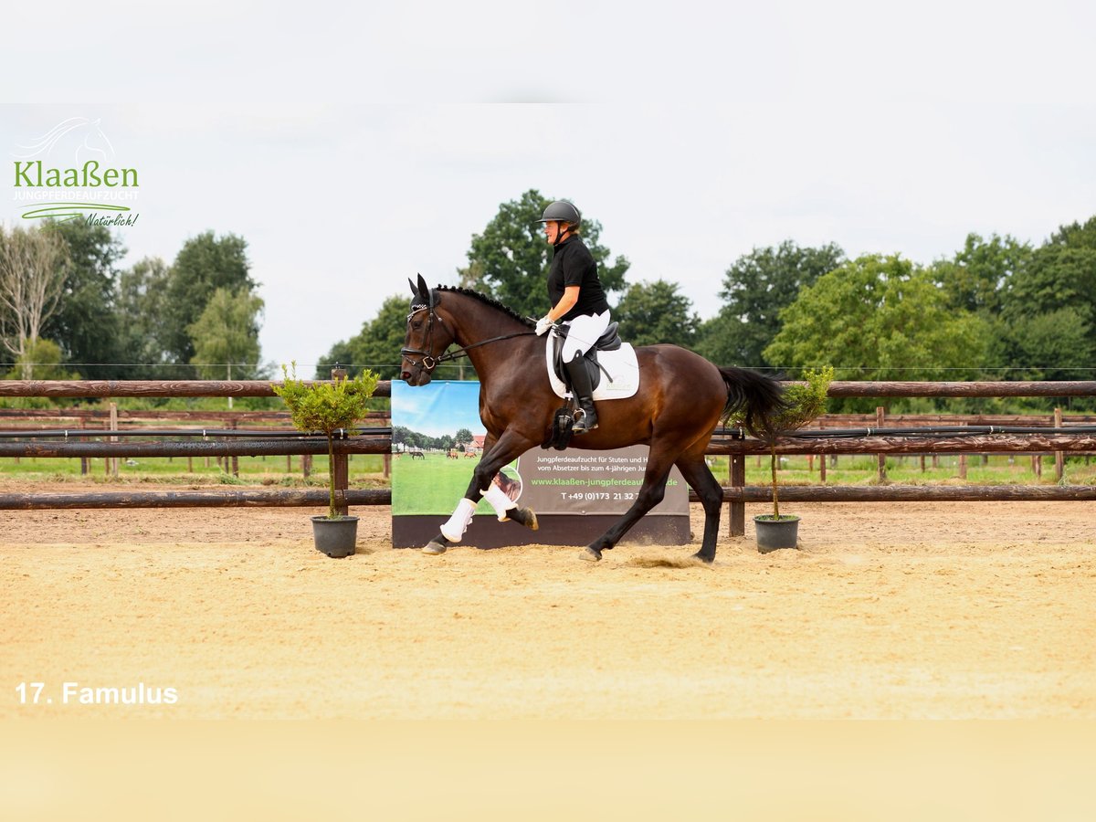 Zangersheider Wallach 4 Jahre 166 cm Dunkelbrauner in Bocholt