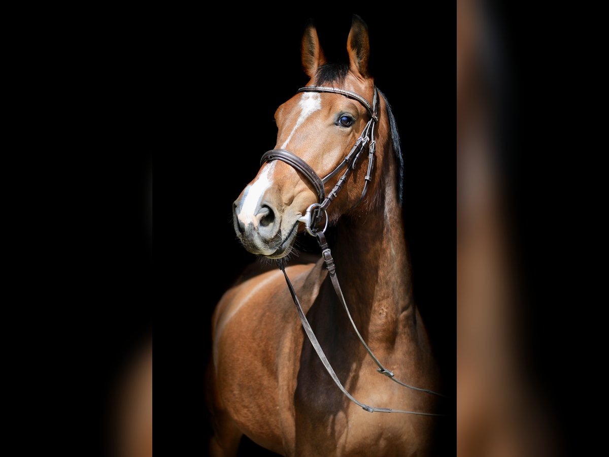 Zangersheider Wallach 4 Jahre 167 cm Brauner in Fl&#xF6;rsheim