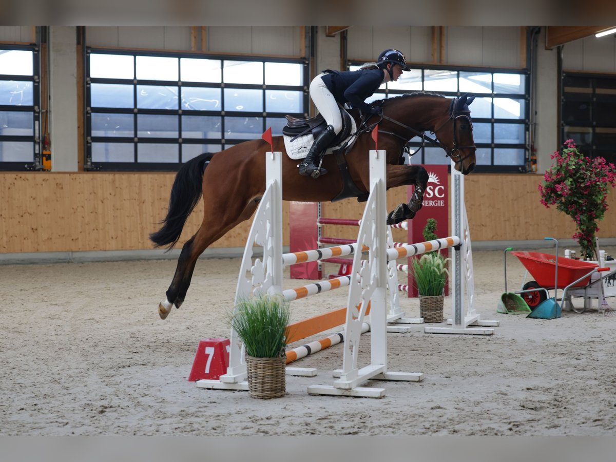 Zangersheider Wallach 4 Jahre 167 cm Brauner in Insel Poel