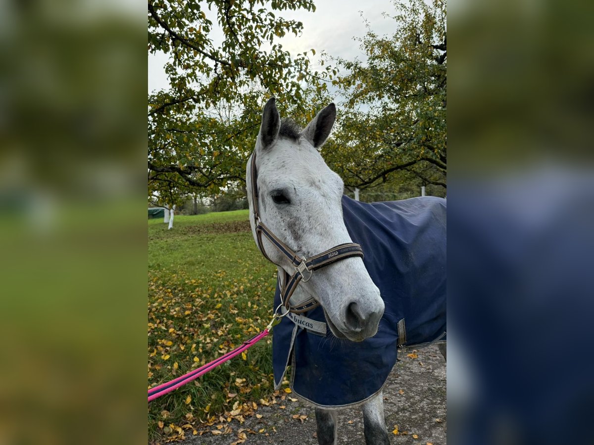 Zangersheider Wallach 4 Jahre 167 cm Schimmel in Sersheim