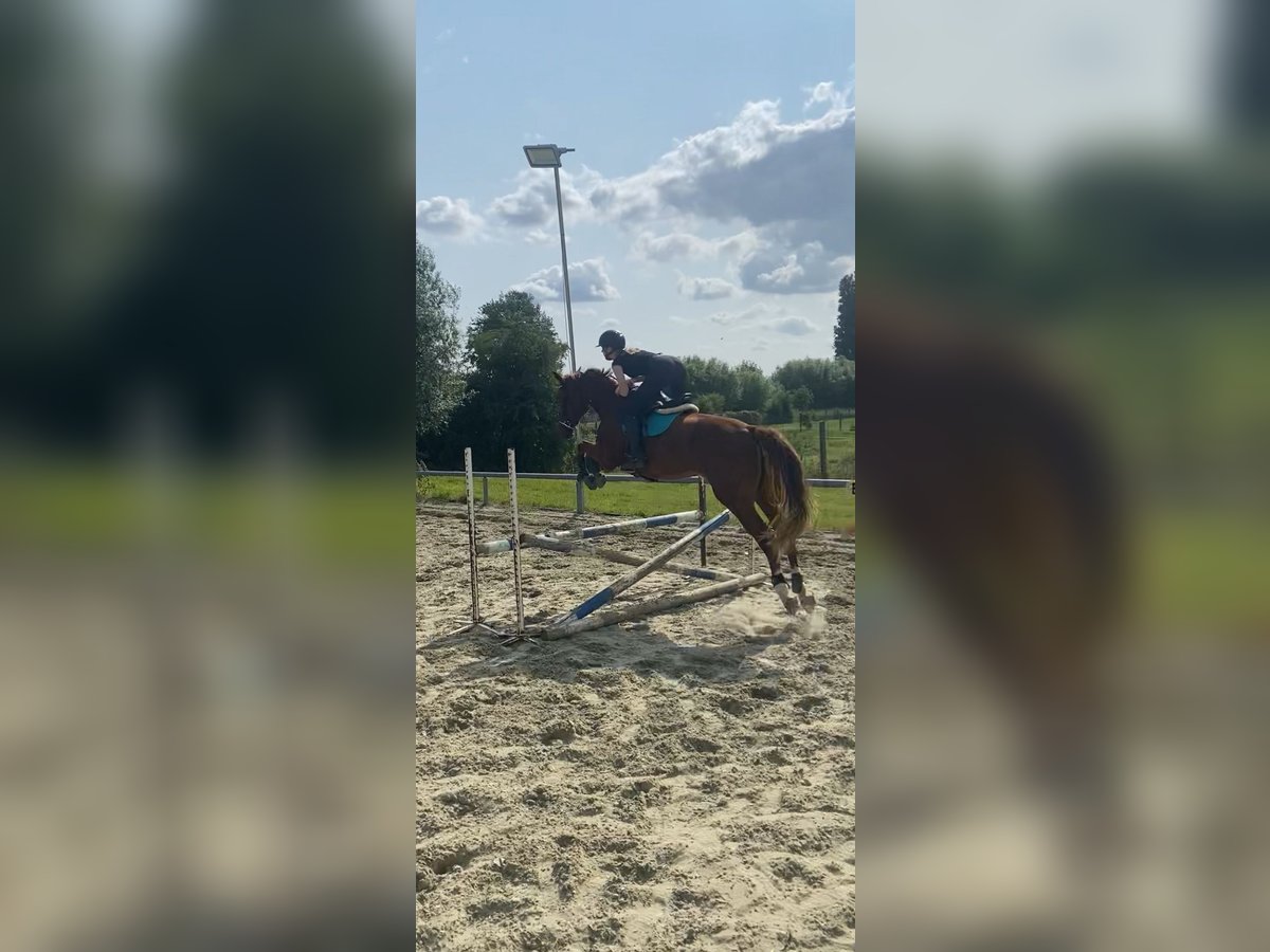 Zangersheider Wallach 4 Jahre 168 cm Fuchs in Wevelgem