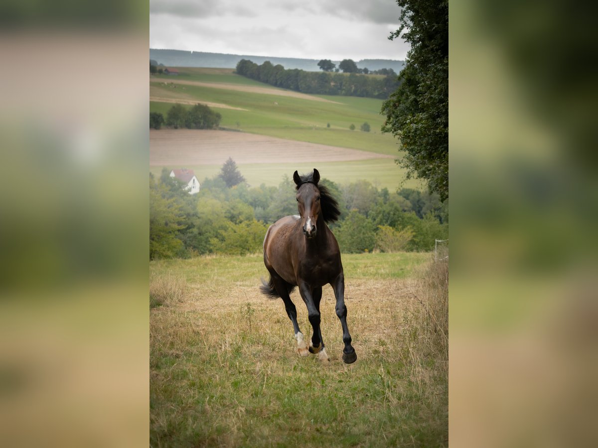 Zangersheider Wallach 4 Jahre 174 cm Dunkelbrauner in Tann