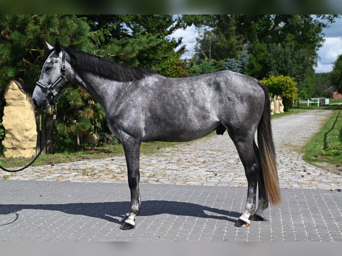 Zangersheider Wallach 4 Jahre 175 cm Schimmel in Santok