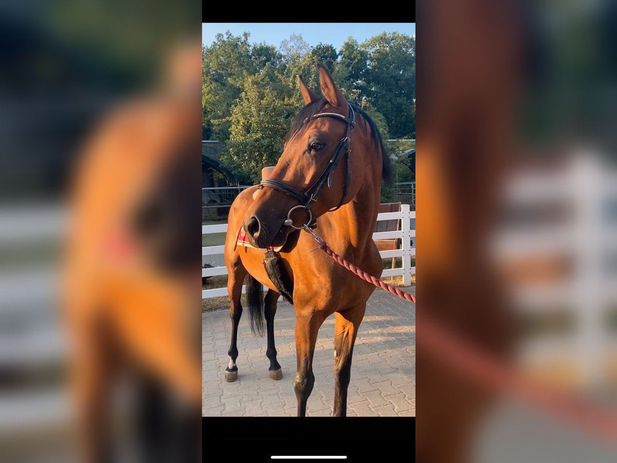 Zangersheider Wallach 5 Jahre 157 cm Dunkelbrauner in W&#xFC;rzburgW&#xFC;rzburg