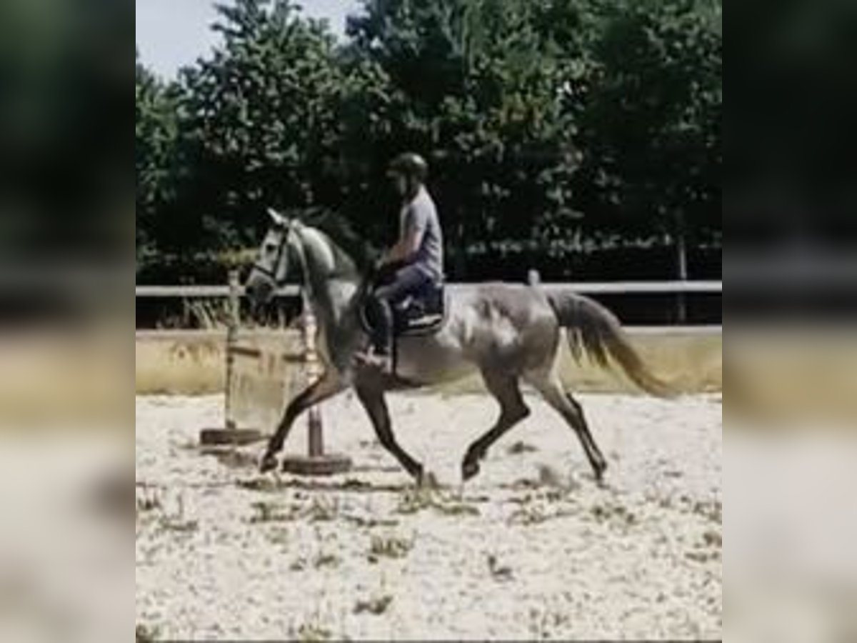 Zangersheider Wallach 5 Jahre 162 cm Schimmel in Haaltert