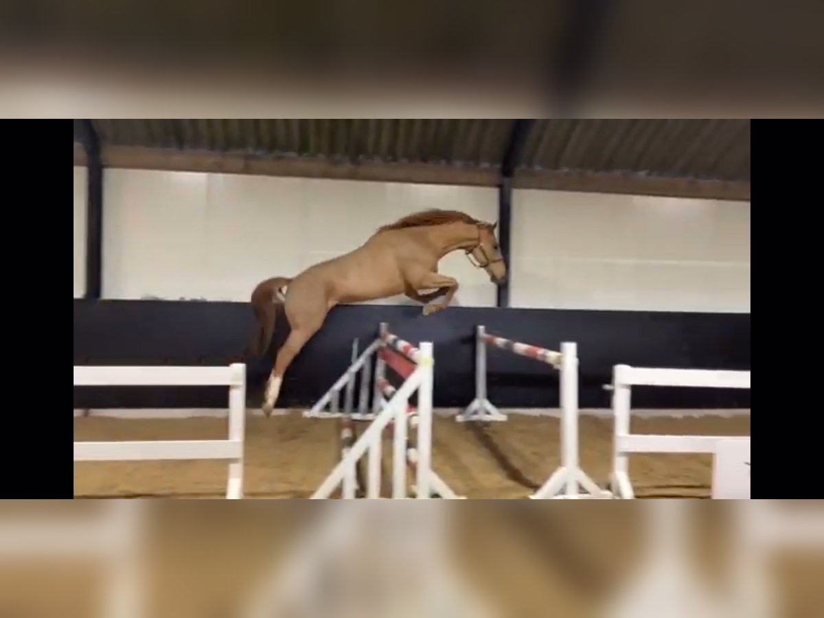 Zangersheider Wallach 5 Jahre 165 cm Fuchs in VIZCAYA