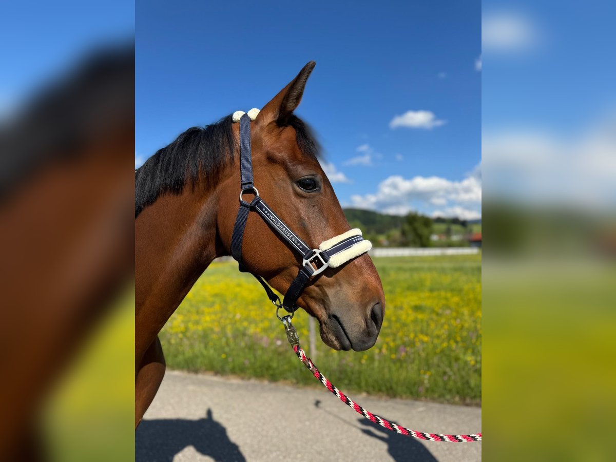 Zangersheider Wallach 5 Jahre 166 cm Brauner in Stiefenhofen