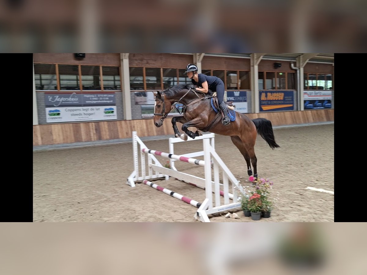 Zangersheider Wallach 5 Jahre 166 cm Dunkelbrauner in Asten