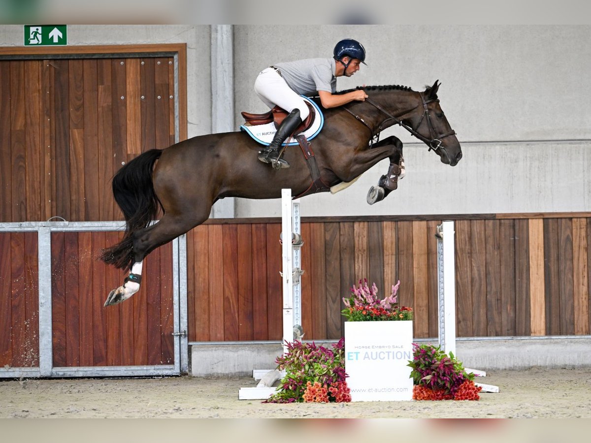 Zangersheider Wallach 5 Jahre 168 cm Rotbrauner in Zelle
