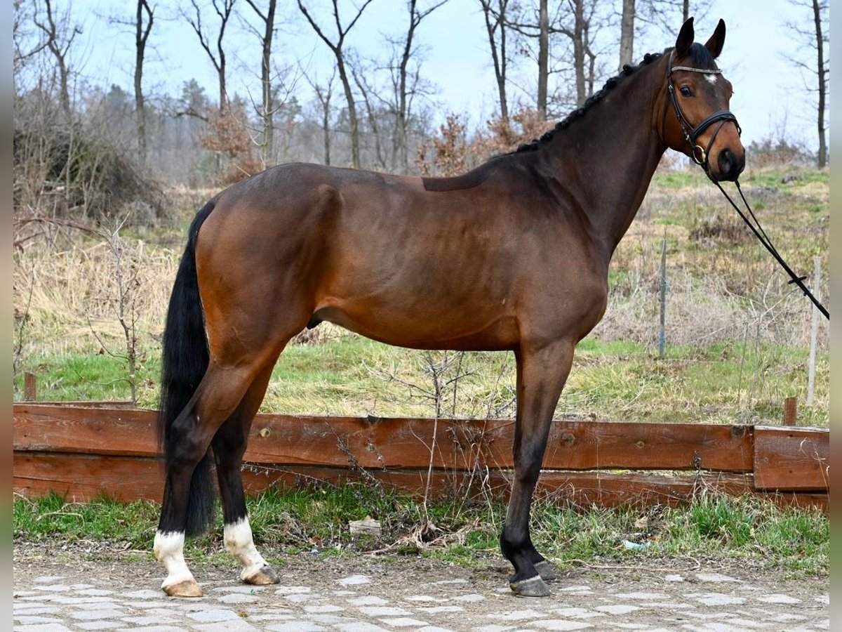 Zangersheider Wallach 5 Jahre 169 cm Brauner in Brno
