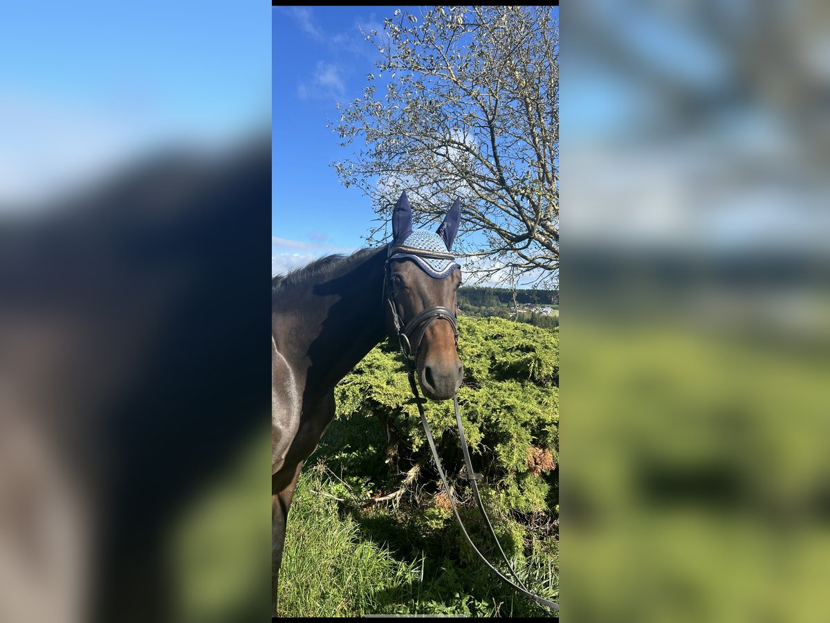 Zangersheider Wallach 5 Jahre 170 cm Brauner in Pelmberg