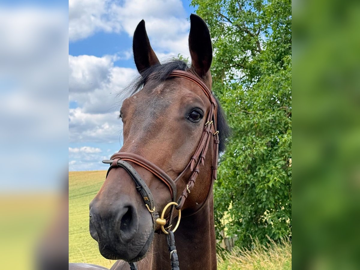 Zangersheider Wallach 5 Jahre 173 cm Brauner in Walzbachtal