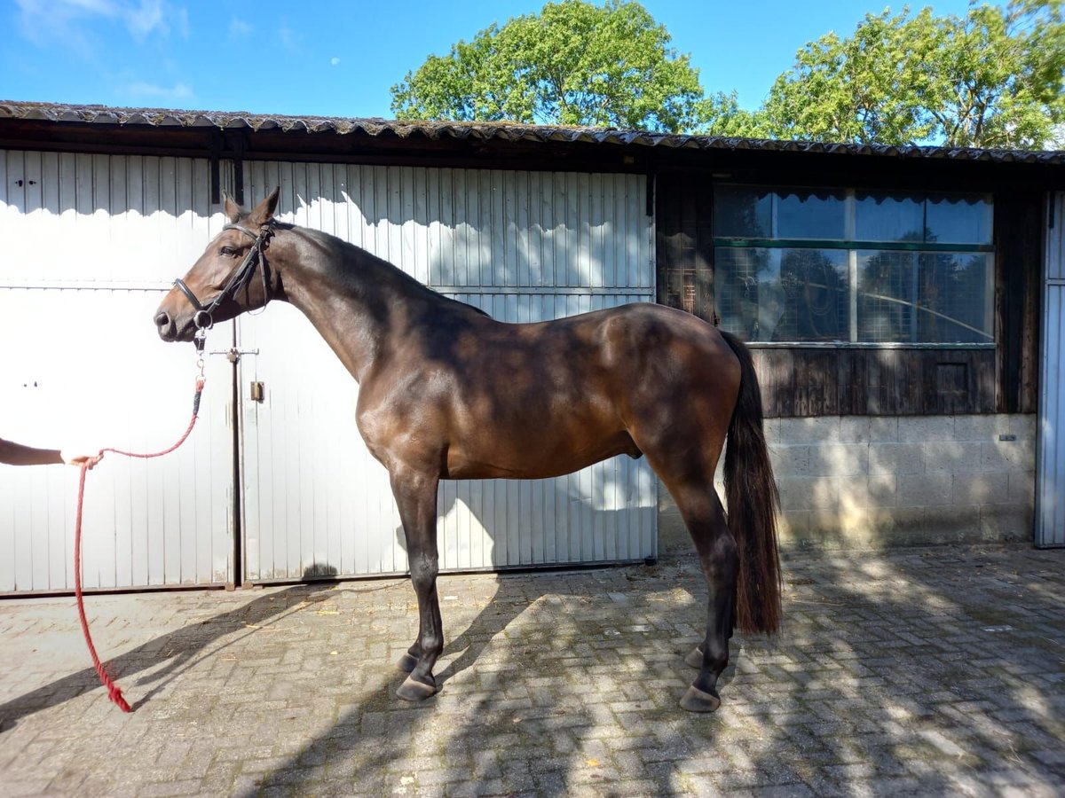 Zangersheider Mix Wallach 5 Jahre 178 cm Brauner in Hegelsom