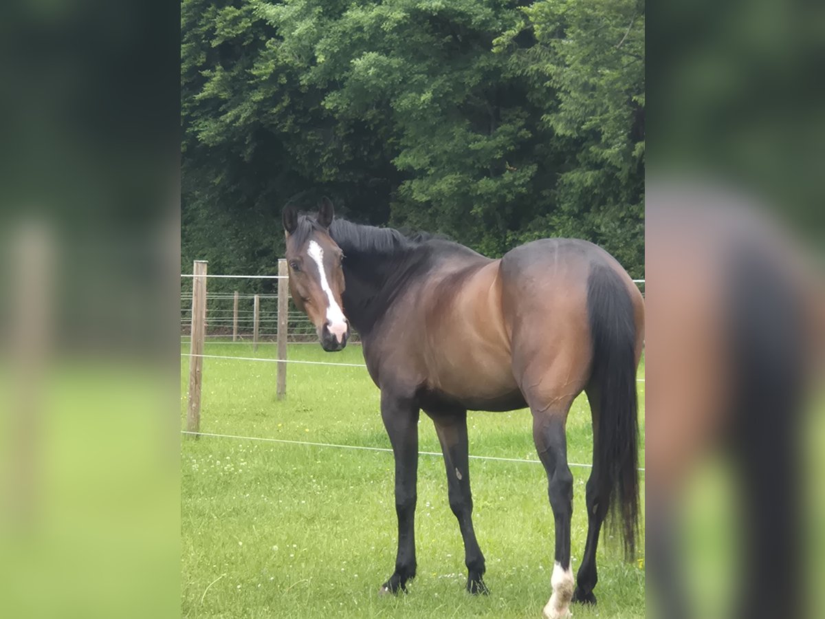 Zangersheider Wallach 6 Jahre 160 cm Dunkelbrauner in Aettenschwil