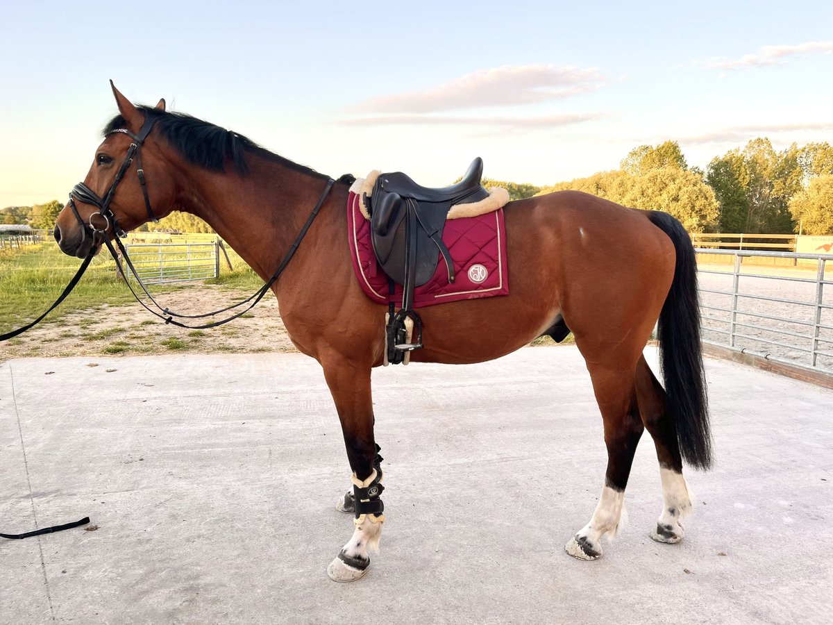 Zangersheider Wallach 6 Jahre 161 cm Brauner in Geraardsbergen