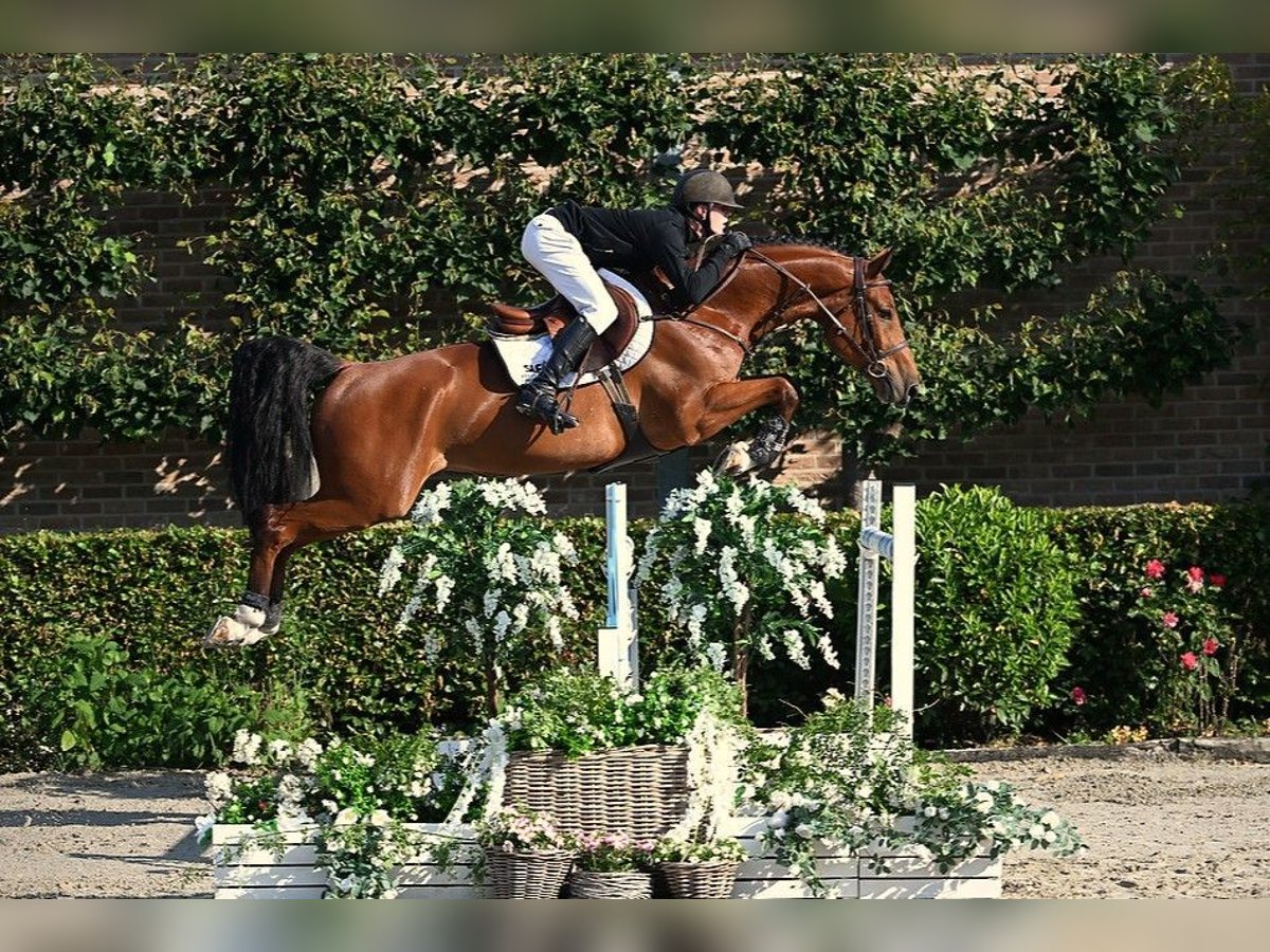 Zangersheider Wallach 6 Jahre 164 cm Brauner in Bladel