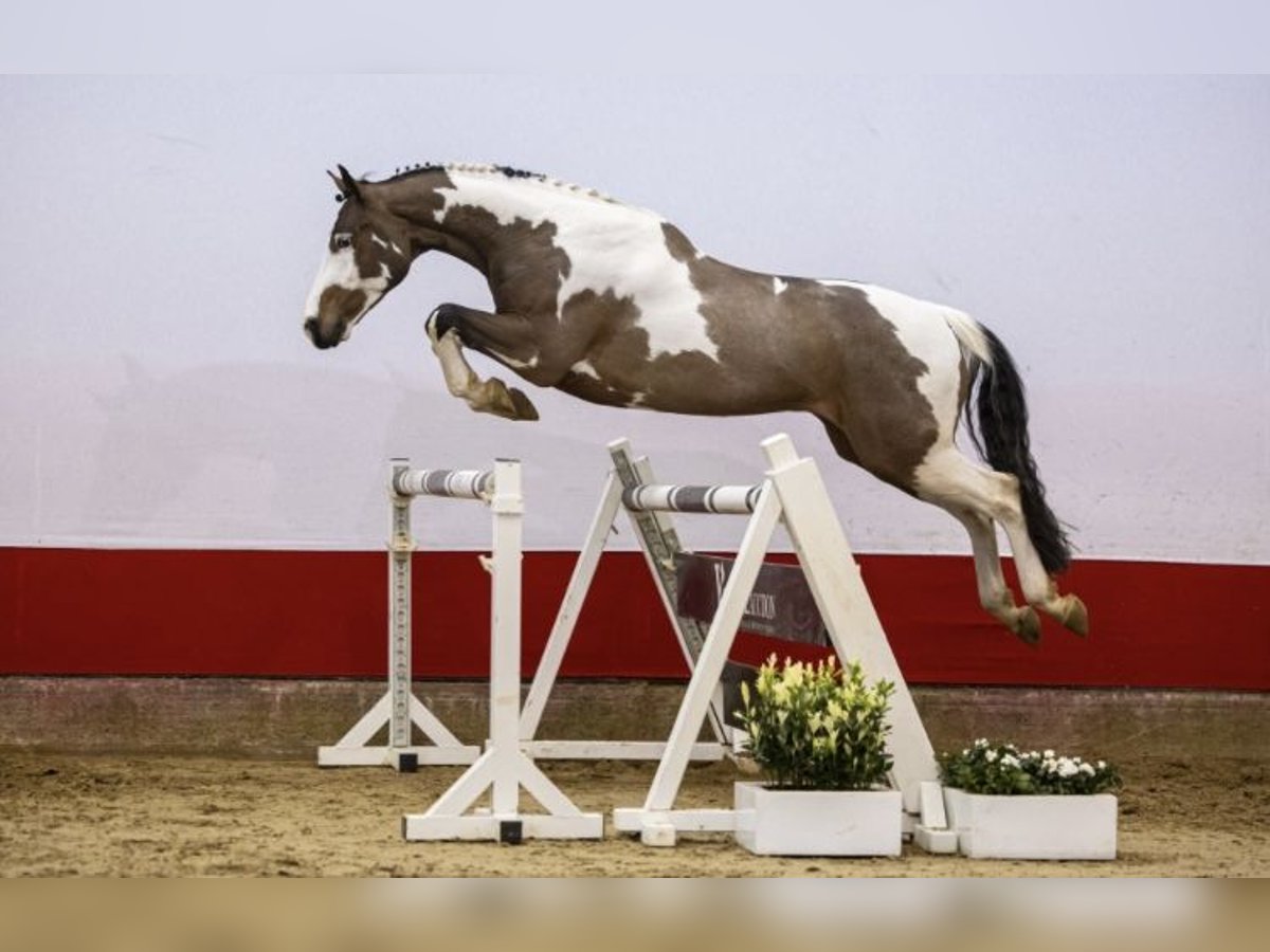 Zangersheider Wallach 6 Jahre 165 cm in Lodi
