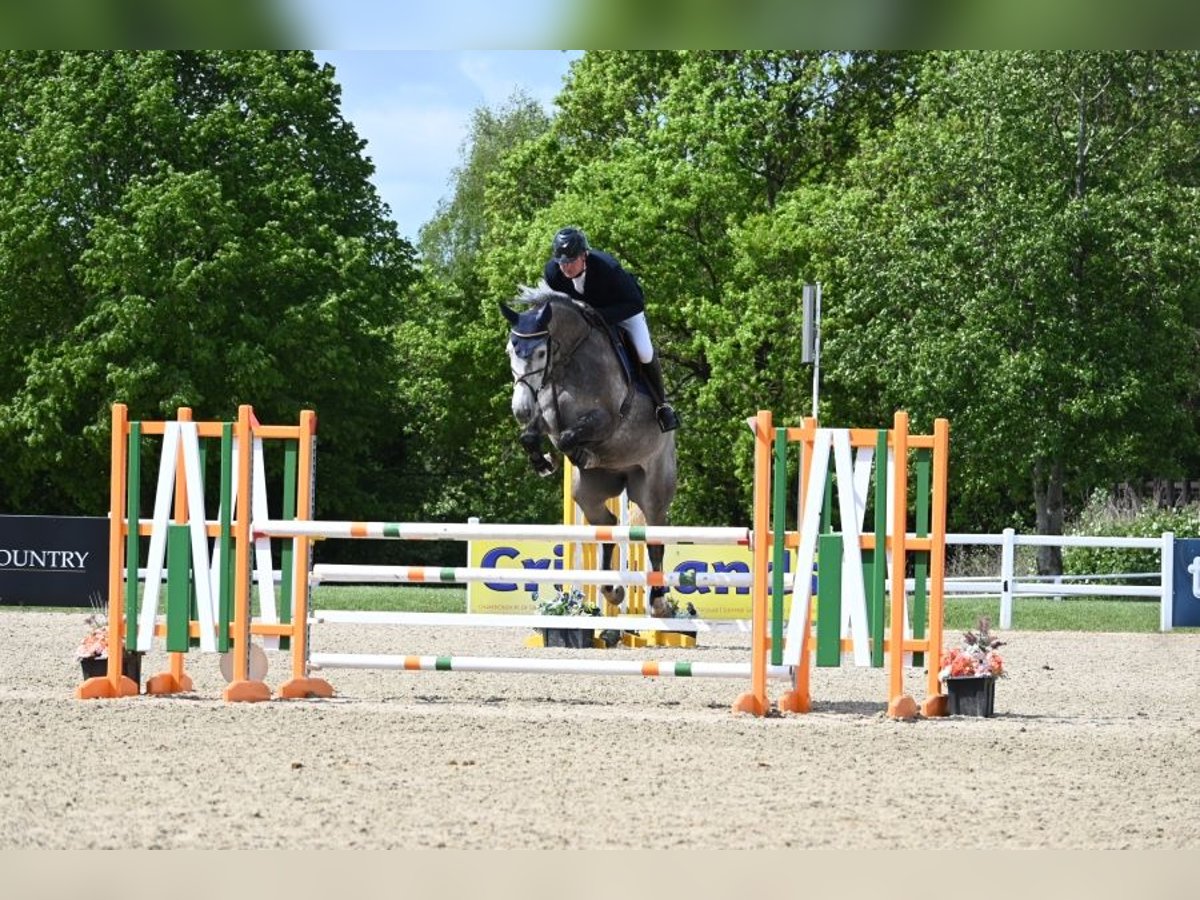 Zangersheider Wallach 6 Jahre 165 cm Schimmel in Suffolk
