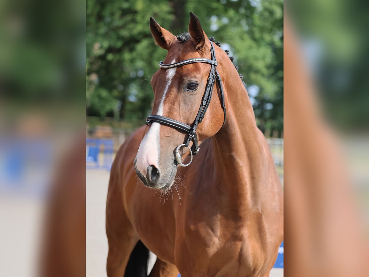 Zangersheider Wallach 6 Jahre 166 cm Brauner in Diepholz