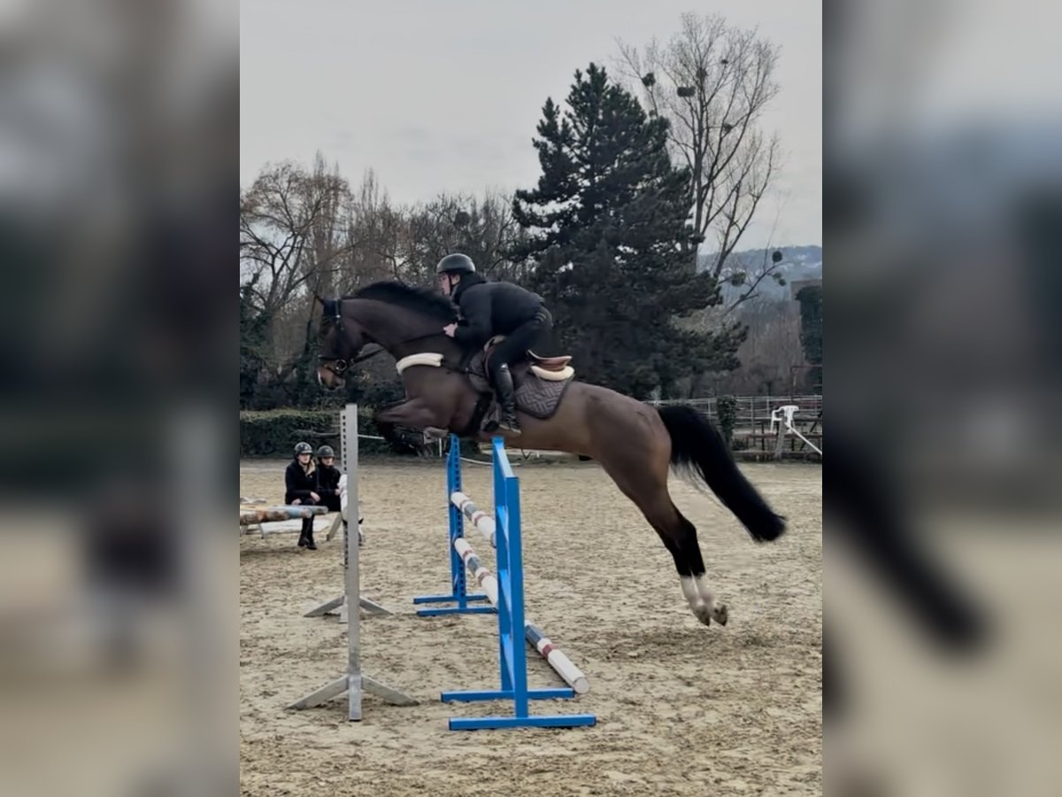 Zangersheider Wallach 6 Jahre 166 cm Dunkelbrauner in Budapest