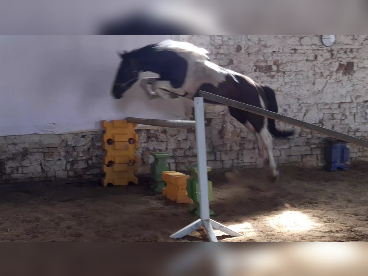 Zangersheider Wallach 6 Jahre 167 cm in M&#xFC;cheln (Geiseltal)