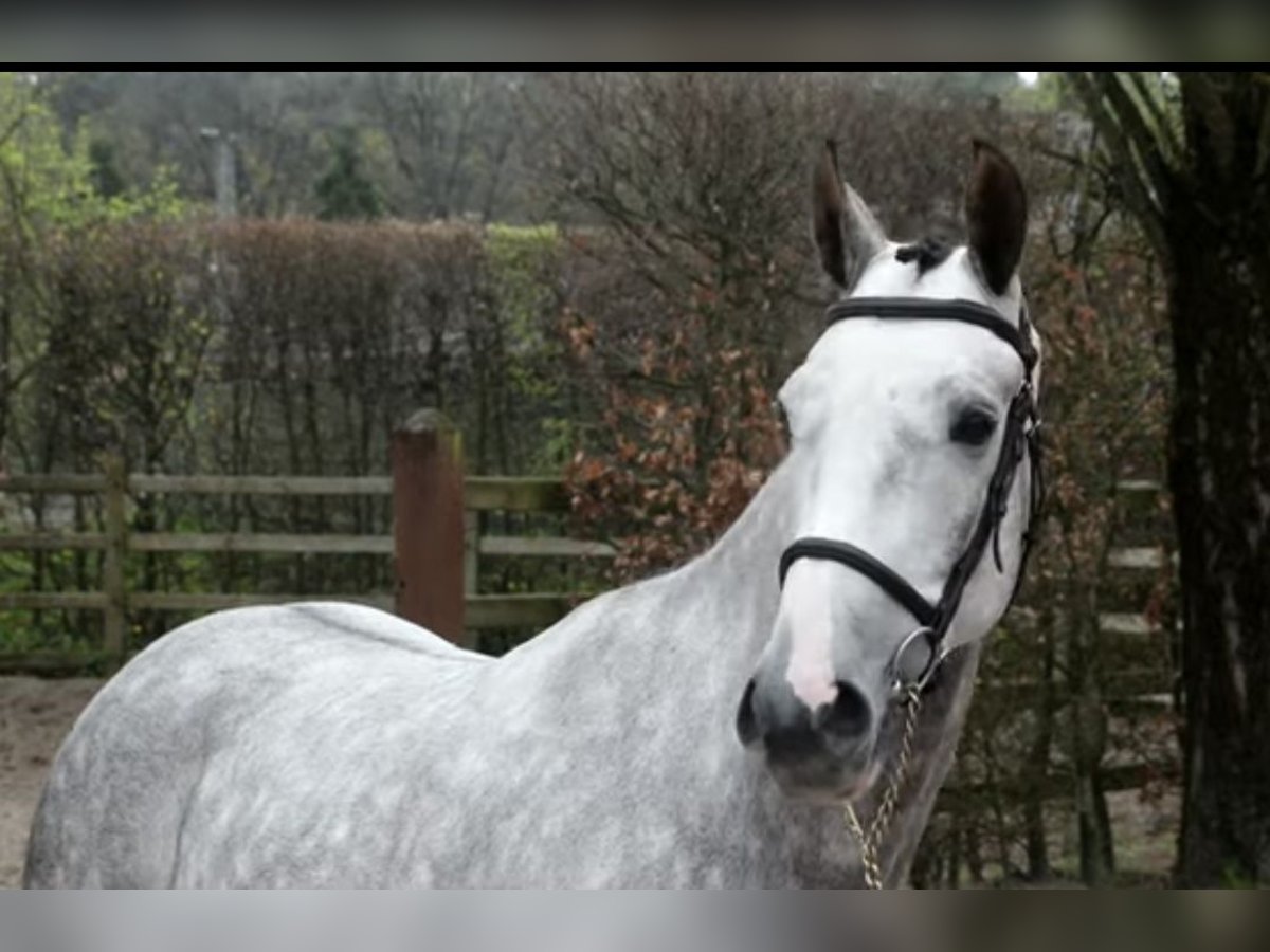 Zangersheider Wallach 6 Jahre 168 cm Apfelschimmel in Haldensleben